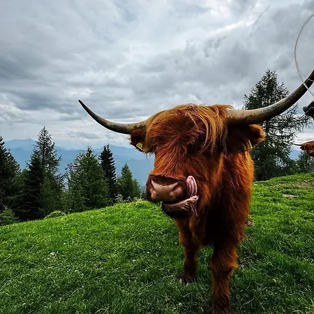 Ausseerland - Relax, Ski, Hike And Bike, Garden, Parking, Bbq, Near Hallstatt, Loser, Tauplitz And Krippenstein, Free Wi-fi And Netflix شقة باد اوسي